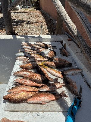 A haul of mixed reef and offshore fish on the dock