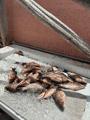 Fresh catch laid out dockside after a Keys charter